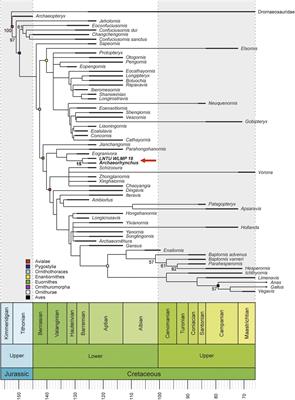 A Juvenile Specimen of Archaeorhynchus Sheds New Light on the Ontogeny of Basal Euornithines